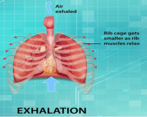 آزمایشگاه پویش آسم و دستگاه تنفسی