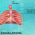 آزمایشگاه تخصصی پویش: آسم و دستگاه تنفس